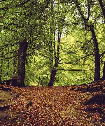 forested hillside - gurugodfrey.com