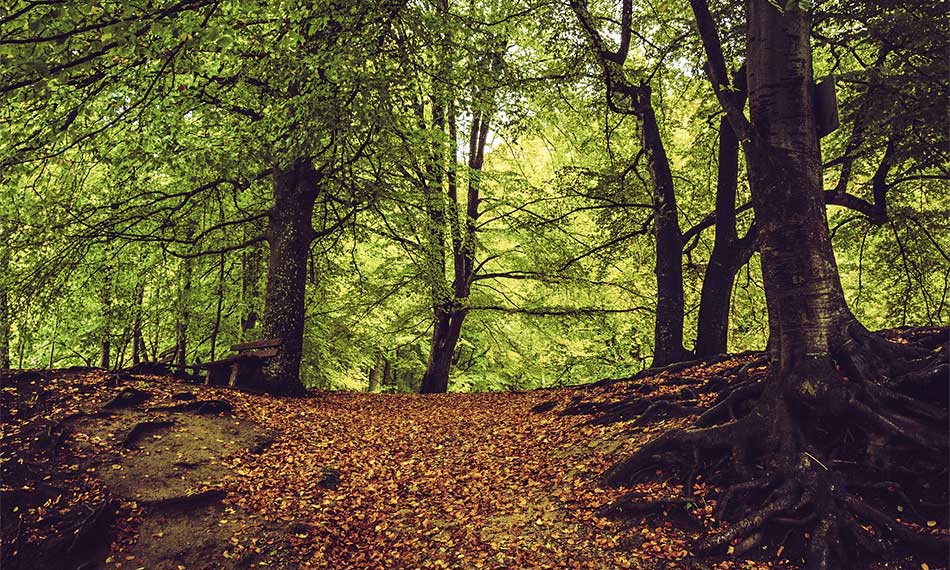 forested hillside - gurugodfrey.com